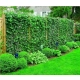 HEDERA BLUSZCZ zimą zielony odporne na mróz - sadzonki 50 / 80 cm